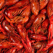 Live Crawfish - 30lb Sack